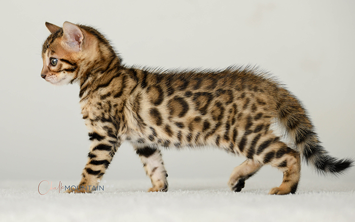 Bengal kitten for sale